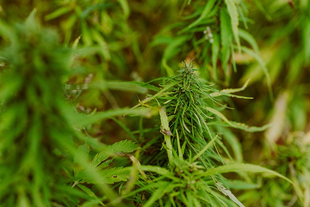 Exploring the Therapeutic Potential of High-CBD THCA Hemp Flower