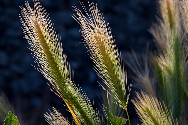 10 Easy Steps to Cooking Nutritious Barley for Heart Health and Weight Management