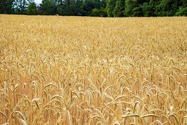 Barley vs. Wheat: Nutritional Showdown for Heart Health and Weight Loss