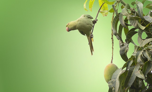 Green fruits