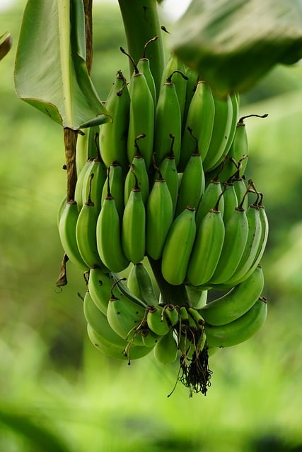 Green fruits