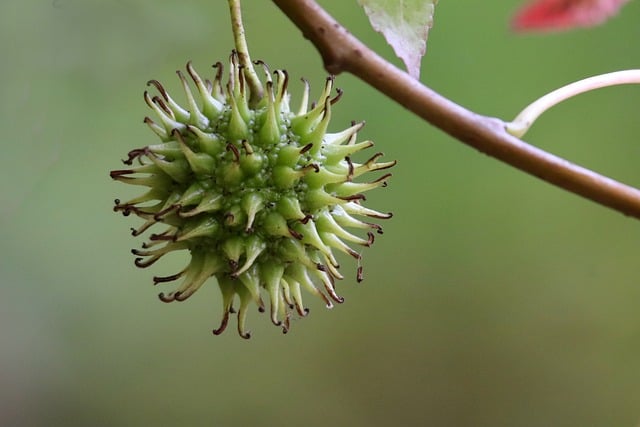 Green fruits