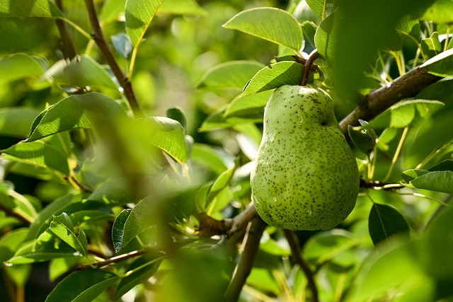 green-fruits-640x480-8093496.jpeg