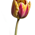 Profit from Pakistan’s Tech Boom with Samsung’s Low-Investment Mobile Franchise!