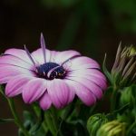 Embrace Your Weekends: Secure Your Ideal Starter Robot Vacuum Now – Keep Your Home Immaculate with Effortless Cleaning!