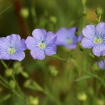 **Transform Your Living Space Today with Kuldeep’s Expert Cleaning – Breathe and Live Better!**