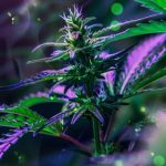 Exploring THCA Flower’s Anti-Inflammatory Benefits and Potential Side Effects