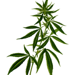 Exploring the Skin Care Benefits of THCA Flower: A Comprehensive Guide