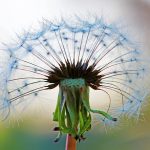 Assessing the Best THCA Strains for Anxiety Relief: Effects and Side Effects