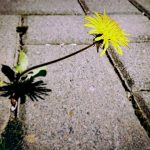 Exploring THCA Flower Benefits: A Guide to Buying Quality Pre-Rolls Online