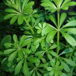 Exploring the Sleep-Enhancing Effects of THCA Flower and Its Edge Over CBD