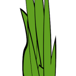 Exploring THCA Flower: Benefits, Effects, and Side Effect Awareness