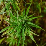 Maximizing Relief: A Guide to THCA Flower for Stress Management