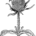 Exploring THCA-Rich Cannabis Buds for Wholesale Procurement: A Comprehensive Guide