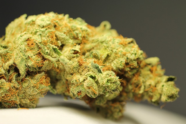 Optimizing Your Experience with THCA Cannabis Flowers: A Buyer’s Guide