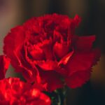 Office Flowerpots: A Guide to Greening Your Desk for Wellness and Productivity