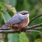 Exploring Animal Life: Ecosystems, Adaptations, and Conservation Challenges