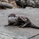 Global Animal Diversity: Habitats, Adaptations, and Conservation Strategies