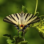 Ecosystem Dynamics and Conservation: A Glimpse into Animal Life’s Role in Biodiversity