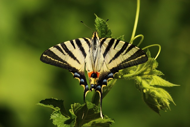 Ecosystem Dynamics and Conservation: A Glimpse into Animal Life’s Role in Biodiversity