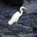 Exploring Animal Life: Ecosystems, Adaptations, and Conservation Challenges