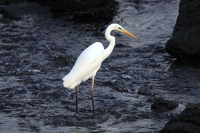 Exploring Animal Life: Ecosystems, Adaptations, and Conservation Challenges