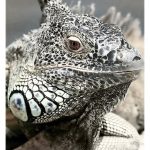 Exploring Earth’s Biodiversity: A Deep Dive into Animal Ecosystems and Roles