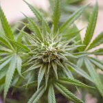 Maximizing Mental Clarity with THCA Flower: A Comprehensive Guide