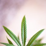 Exploring the Therapeutic Potential of THCA-Rich Hemp Oil