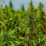 Exploring THCA Rich Cannabis Seeds: Benefits, Side Effects, and Safe Use Guidelines