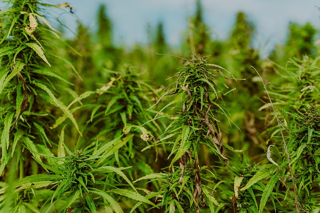 Exploring THCA Rich Cannabis Seeds: Benefits, Side Effects, and Safe Use Guidelines