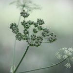 Exploring THCA Flower Potency: Insights from Lab Reports and Consumption Methods