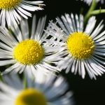 THCA vs CBD Buds: A Comprehensive Guide to Benefits, Effects, and Cultivation