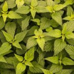 Optimal THCA Flower Use: A Comprehensive Guide