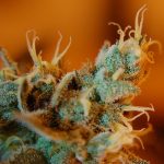 THCA vs. CBD Bud: Exploring Side Effects and Differences