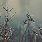 Optimizing High-CBD THCA Hemp Flower: A Cultivation & Benefits Guide