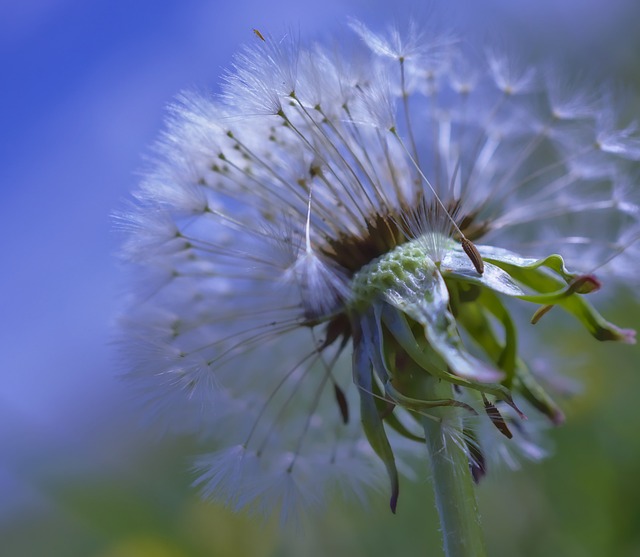 Exploring THCA Flower’s Role in Enhancing Skin Health and Anti-Aging