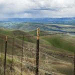 Navigating THCA Flower Benefits and Side Effects for Anxiety Relief