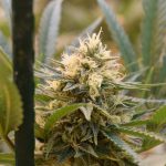 Decoding THCA Flower: Legal Status and Potential Benefits Across the European Union
