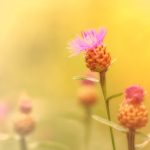 Exploring THCA Buds for Relaxation: A Science-Backed Approach to Calm