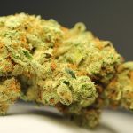 Assessing THCA Flower Side Effects and Legality in EU Countries