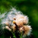 Exploring THCA Flower’s Anti-Inflammatory Potential and Integration into Health Routines