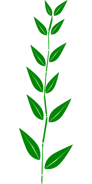 Exploring THCA Flower Extract Benefits and Usage