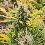 Exploring THCA Flower’s Anti-Inflammatory Effects and Safe Usage