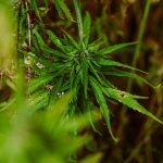 Maximizing Potential: Mastering THCA-Rich Cannabis Cultivation from Seed to Flower