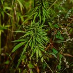 Harnessing THCA Flower’s Potential: A Comprehensive Skincare Guide