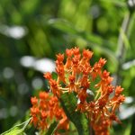 Exploring the Pure Potential of THCA Cannabis Flowers: A Guide for Consumers