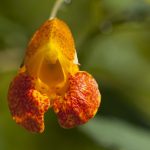 Exploring the Anti-Inflammatory Effects of THCA Flower: A Scientific Examination