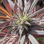 Thriving with THCA: Harnessing Hemp Buds for Wellness
