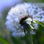 Maximizing Mental Clarity with THCA Flower: A Guide to Safe Use and Effective Integration